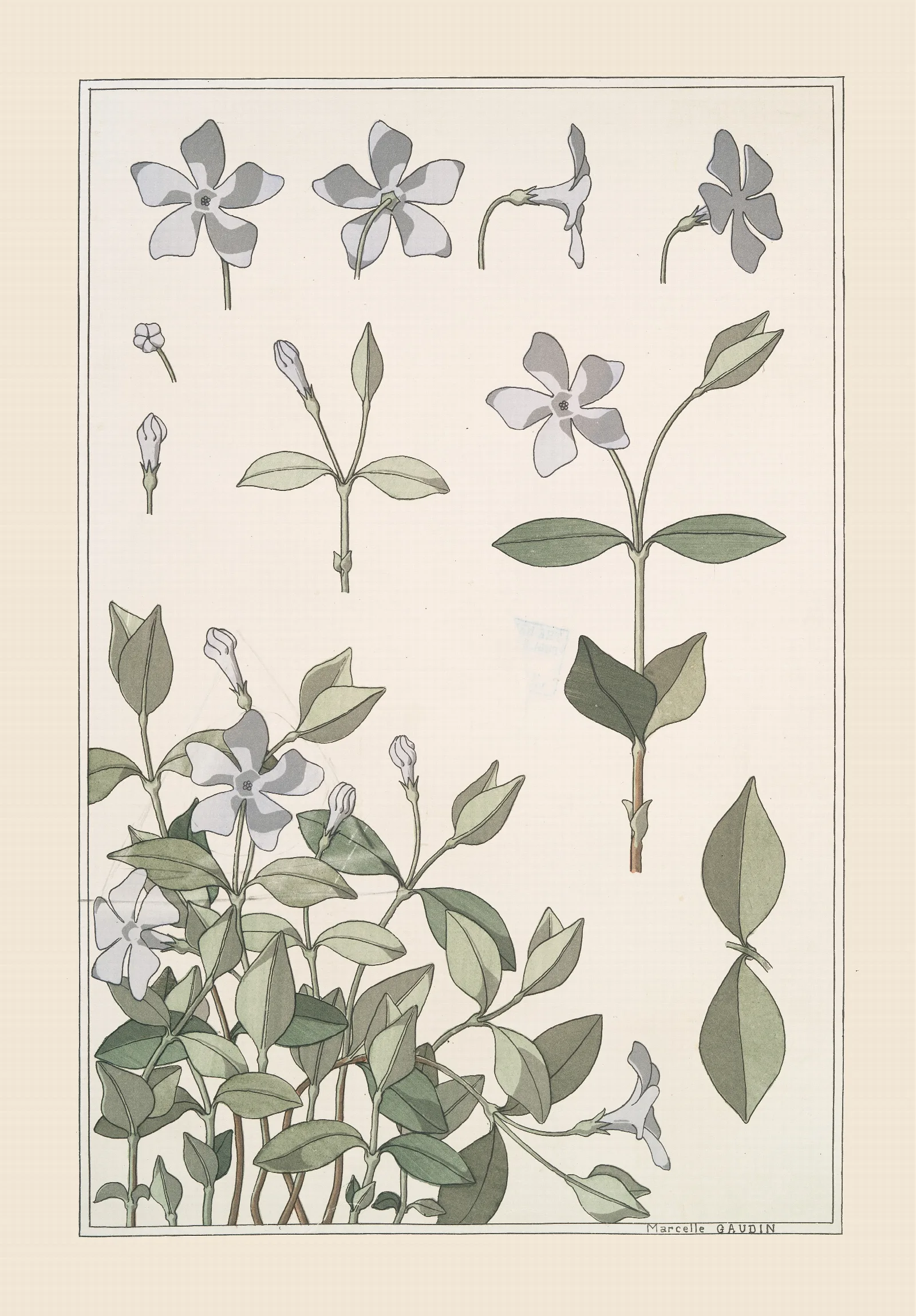 Pervenche Wall Art by Maurice Pillard Verneuil - Canvas Print