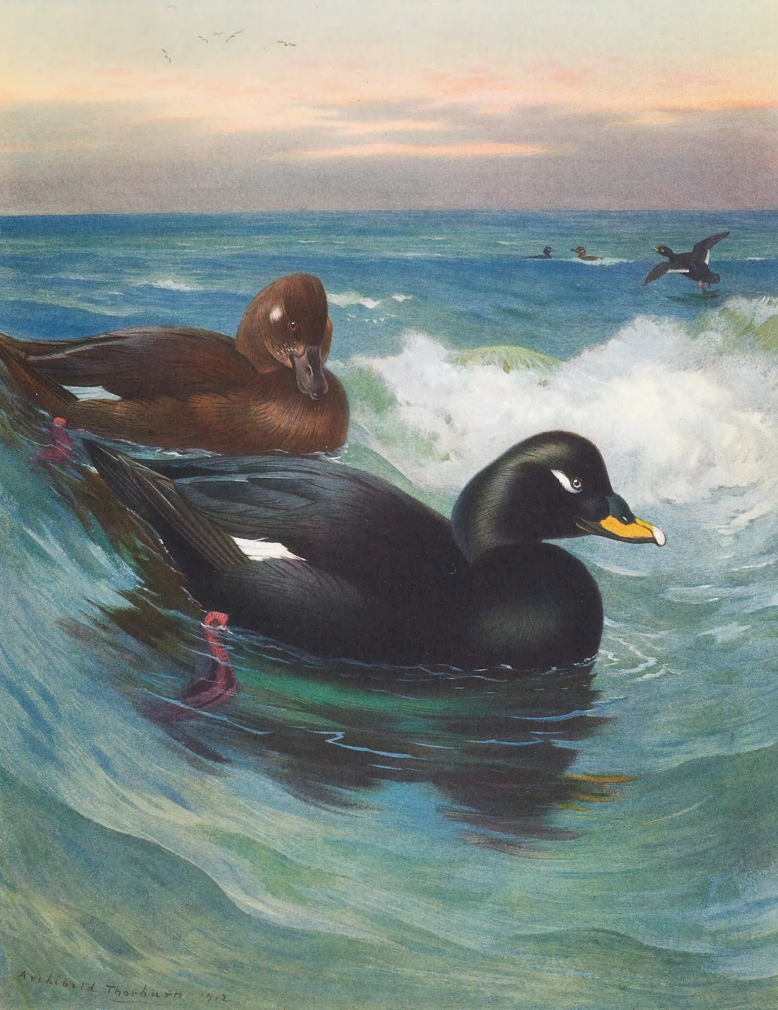 Velvet Scoter Wall Art by Archibald Thorburn - Canvas Print