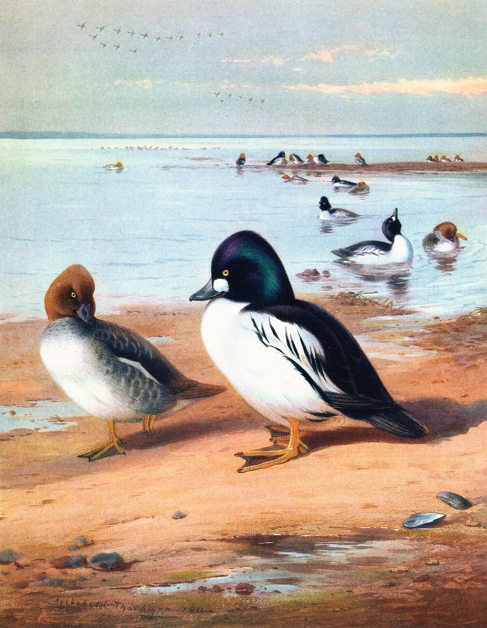 Golden Eye Wall Art by Archibald Thorburn - Canvas Print