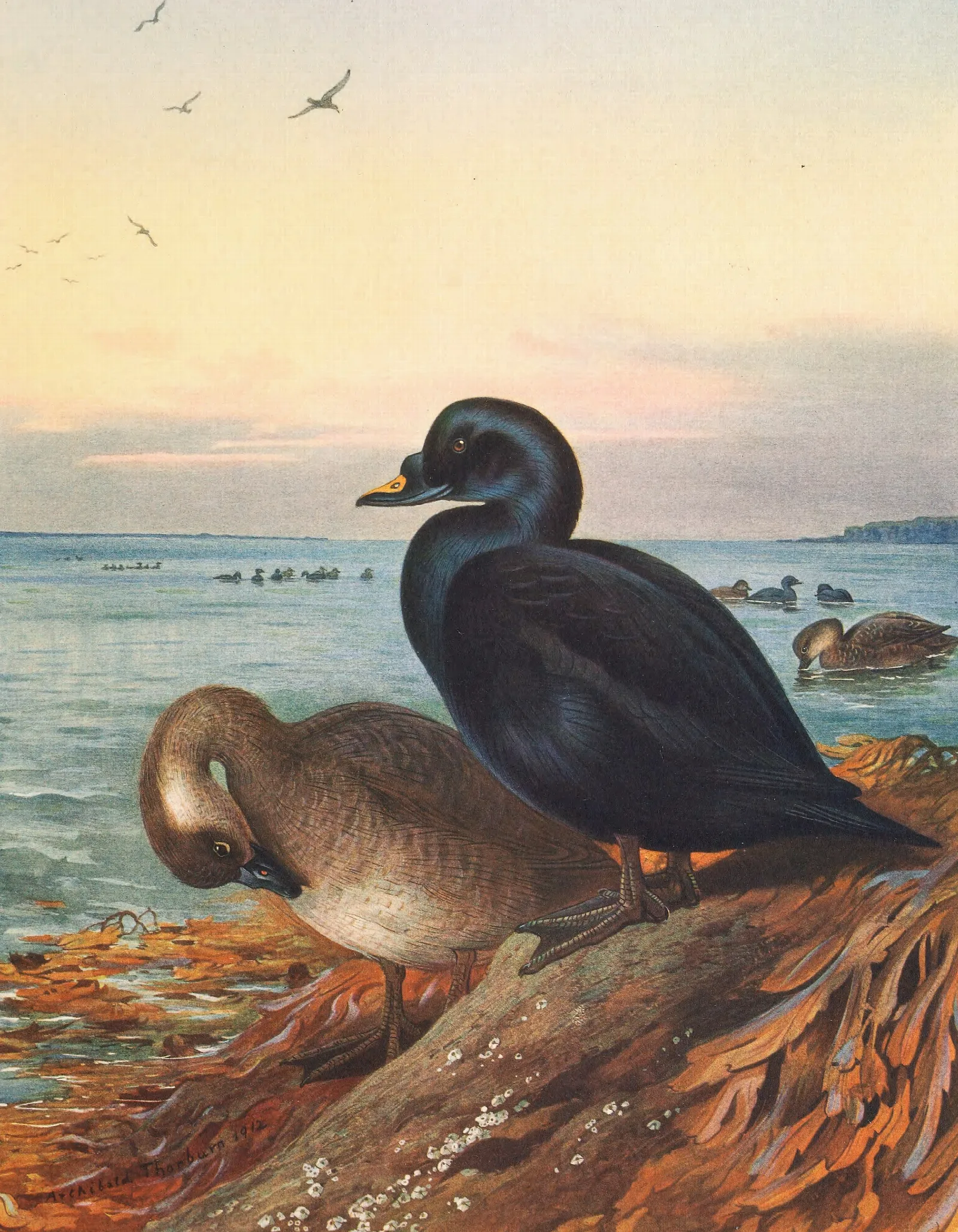 Common Scoter Wall Art by Archibald Thorburn - Canvas Print