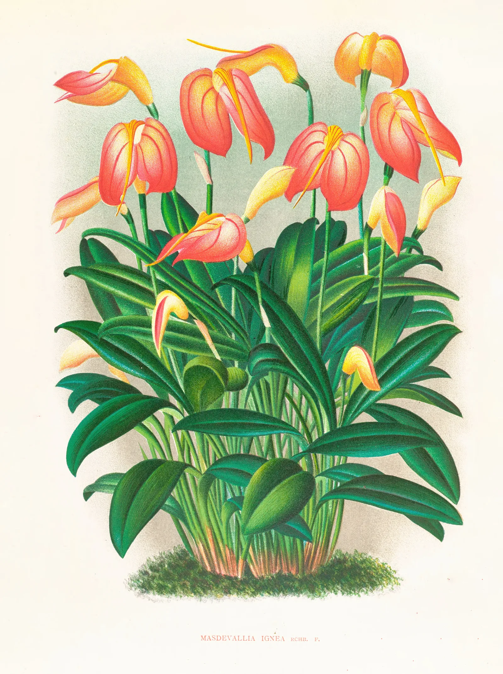 Masdevallia Ignea Wall Art by Jean Jules Linden - Canvas Print