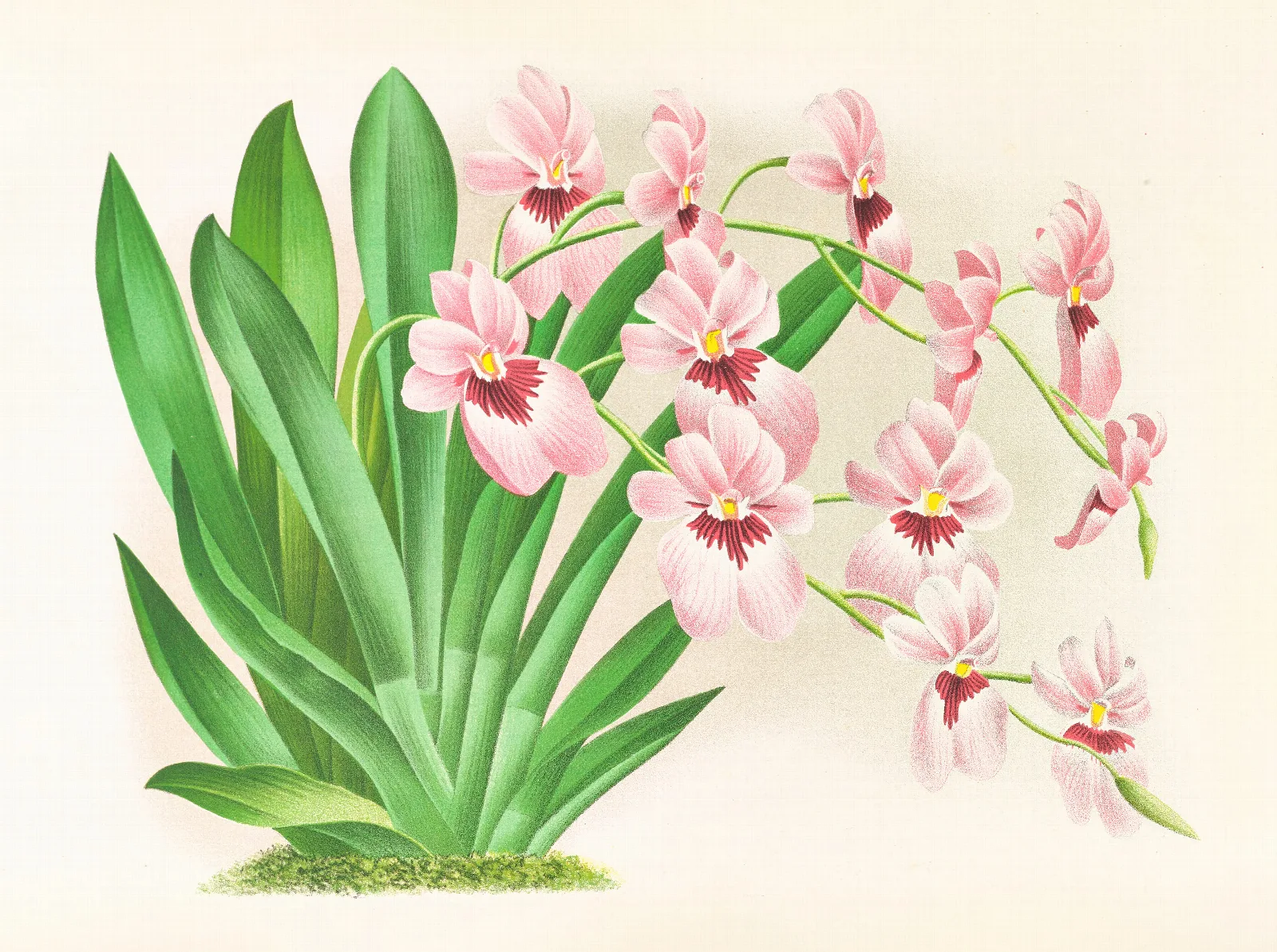 Miltonia Vexillaria Wall Art by Jean Jules Linden - Canvas Print