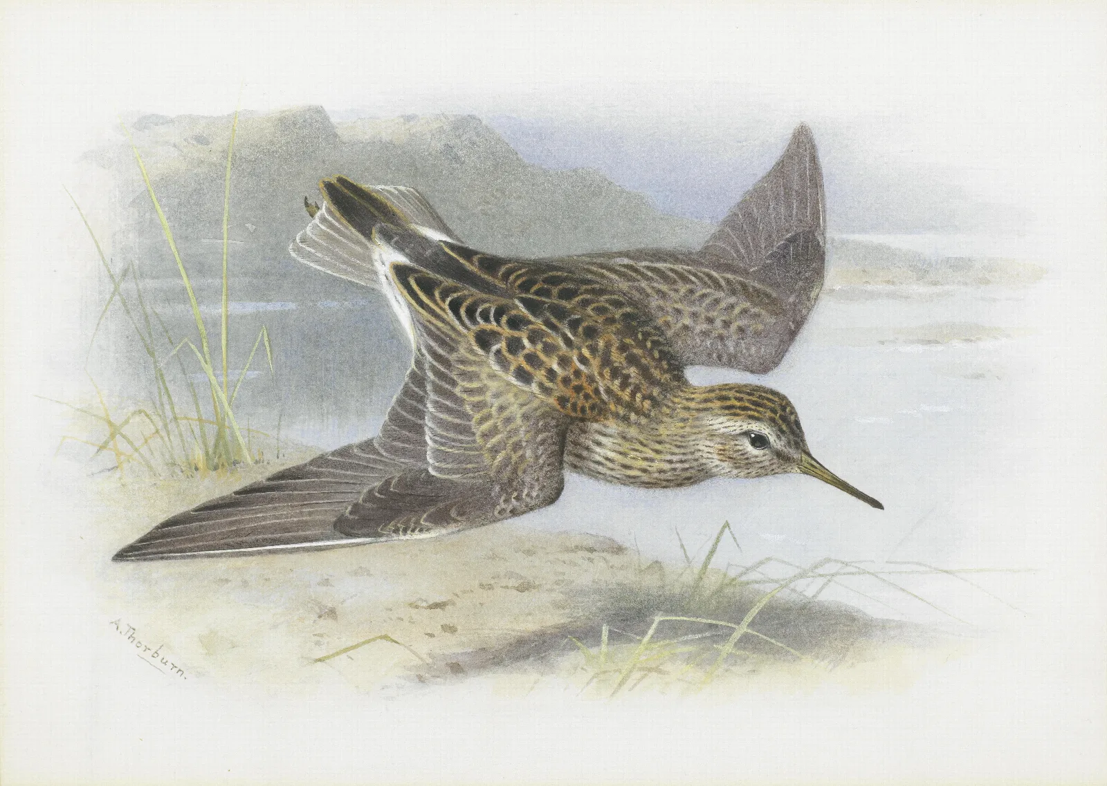 Pectoral Sandpiper Wall Art by Archibald Thorburn - Canvas Print