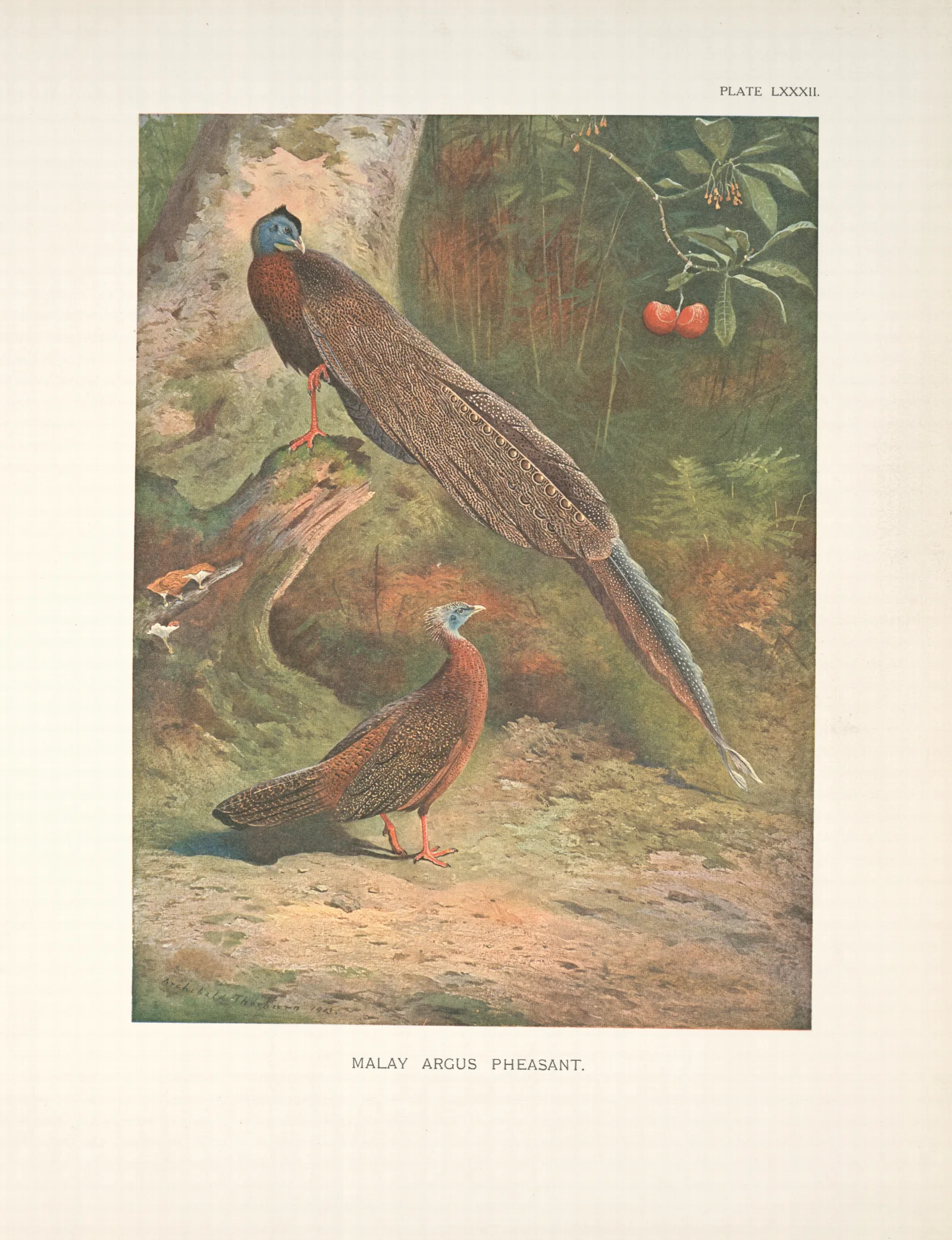 Malay Argus Pheasant Argusianus Argus Wall Art by Archibald Thorburn - Canvas Print