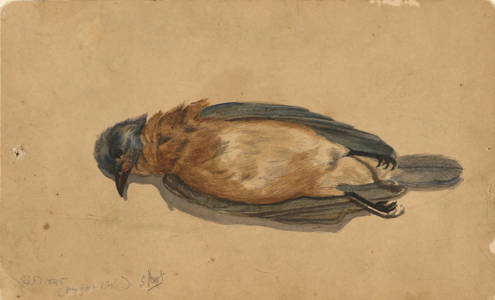 Dead Bird Wall Art by John La Farge - Canvas Print