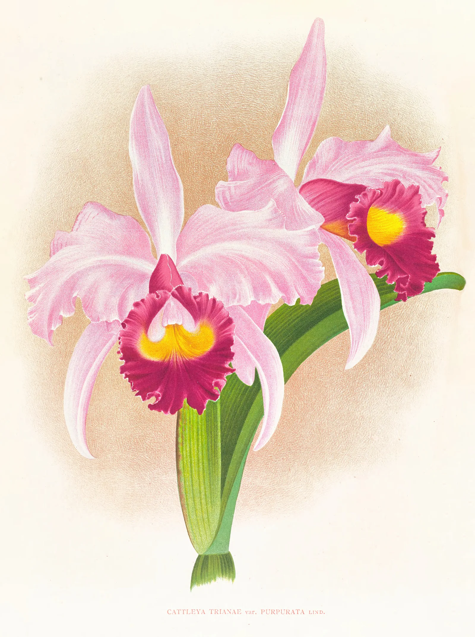 Cattleya Trianae Var Purpurata Wall Art by Jean Jules Linden - Canvas Print