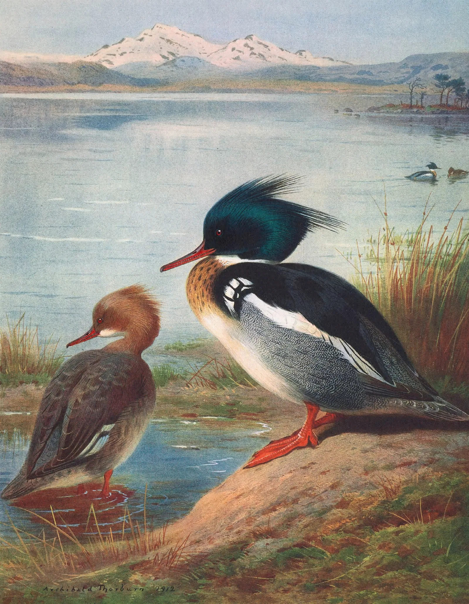 Red Breasted Merganser Wall Art by Archibald Thorburn - Canvas Print