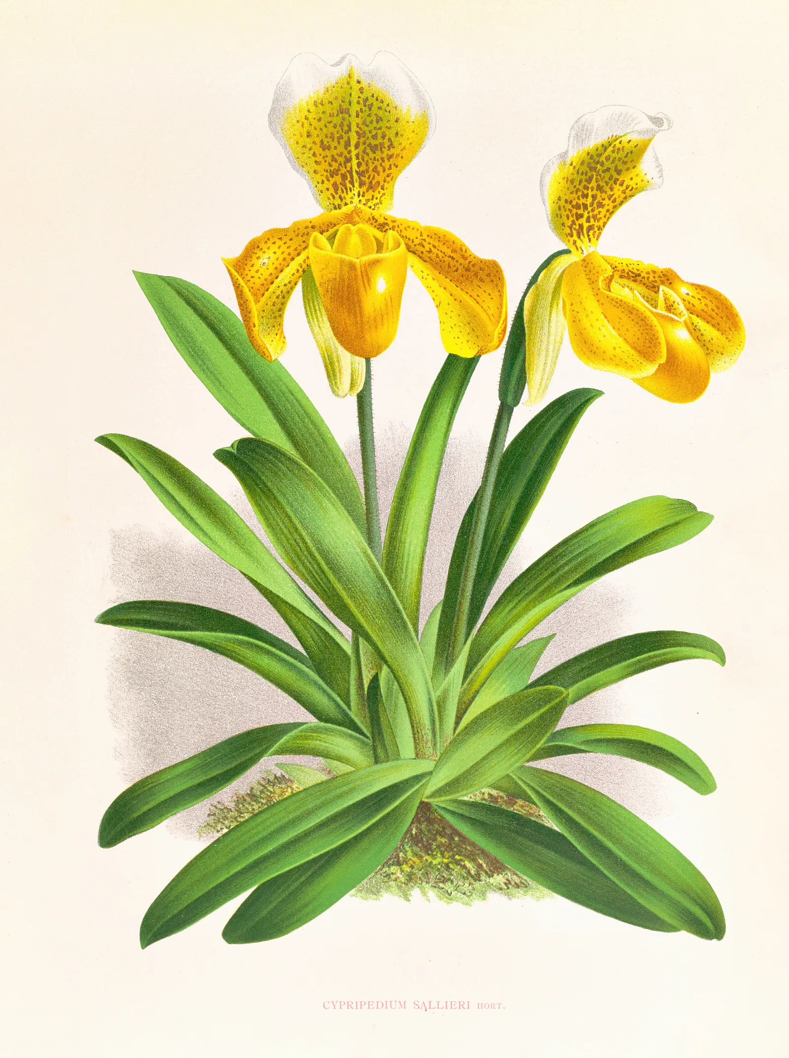 Cypripedium Sallieri Wall Art by Jean Jules Linden - Canvas Print