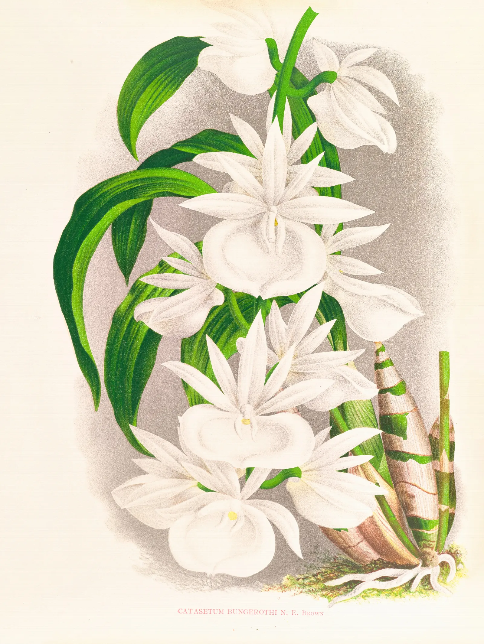 Catasetum Bungerothi Wall Art by Jean Jules Linden - Canvas Print