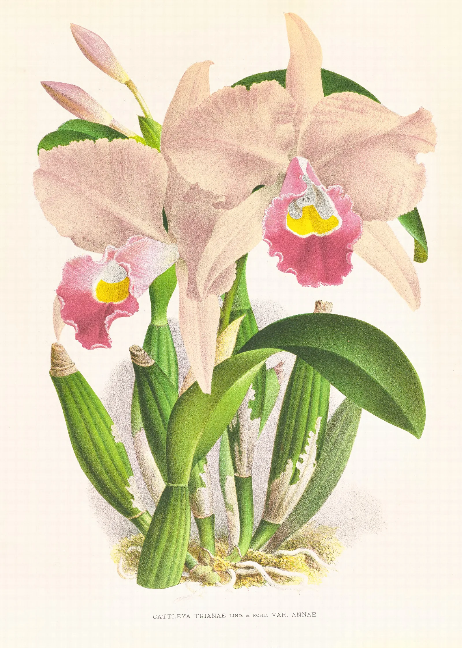 Cattleya Trianae 2 Wall Art by Jean Jules Linden - Canvas Print