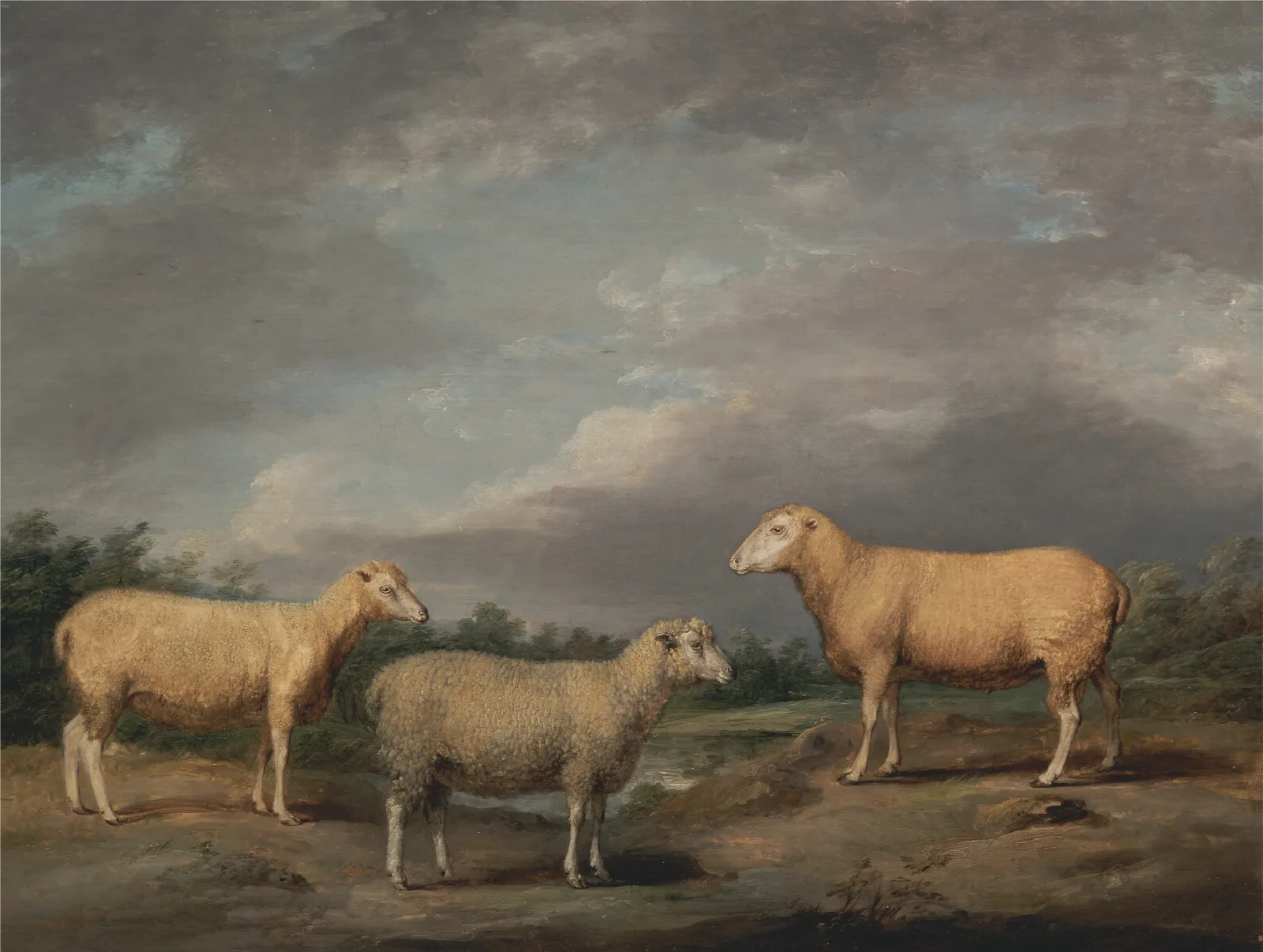 Ryelands Sheep The Kings Ram The Kings Ewe And Lord Somervilles Wether Wall Art by James Ward - Canvas Print