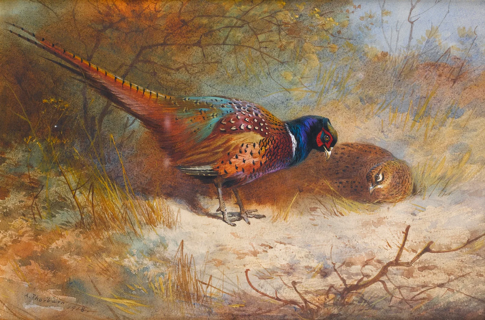 Pheasants 3 Wall Art by Archibald Thorburn - Canvas Print