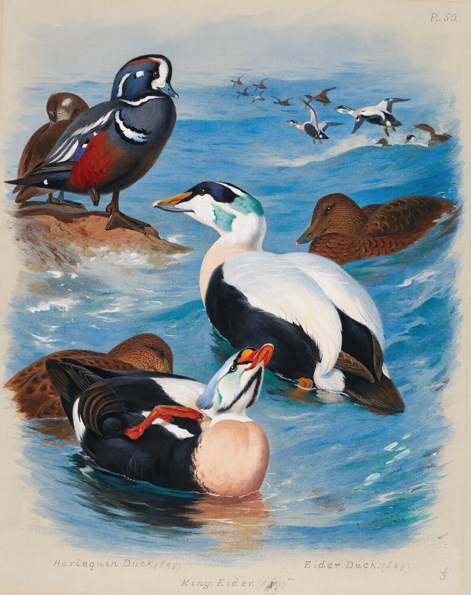 Harlequin And Eider Ducks Wall Art by Archibald Thorburn - Canvas Print