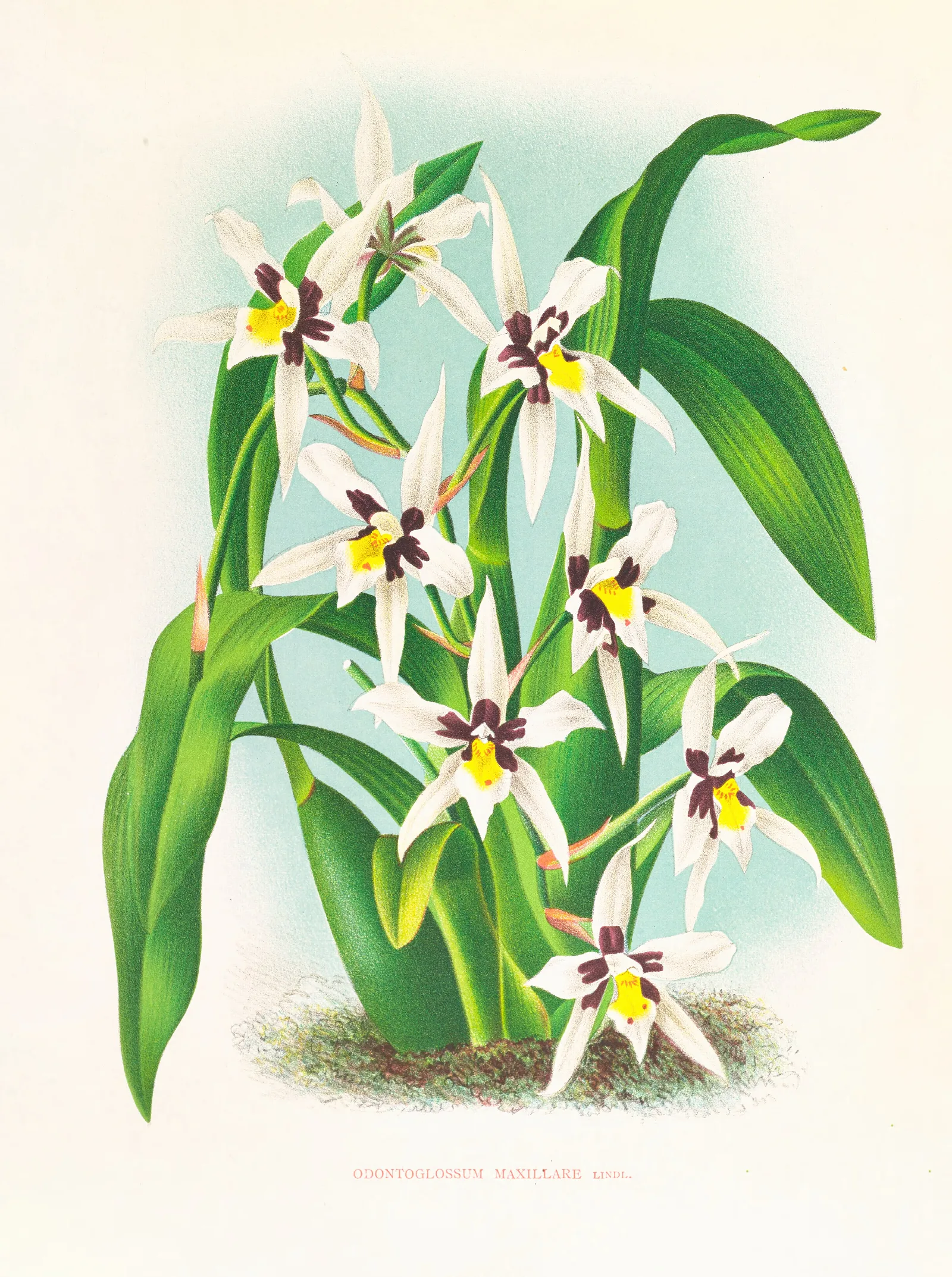 Odontoglossum Maxillare 2 Wall Art by Jean Jules Linden - Canvas Print