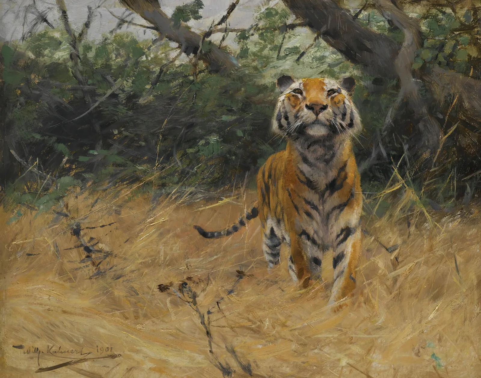 Tiger On The Watch 2 Wall Art by Wilhelm Kuhnert - Canvas Print