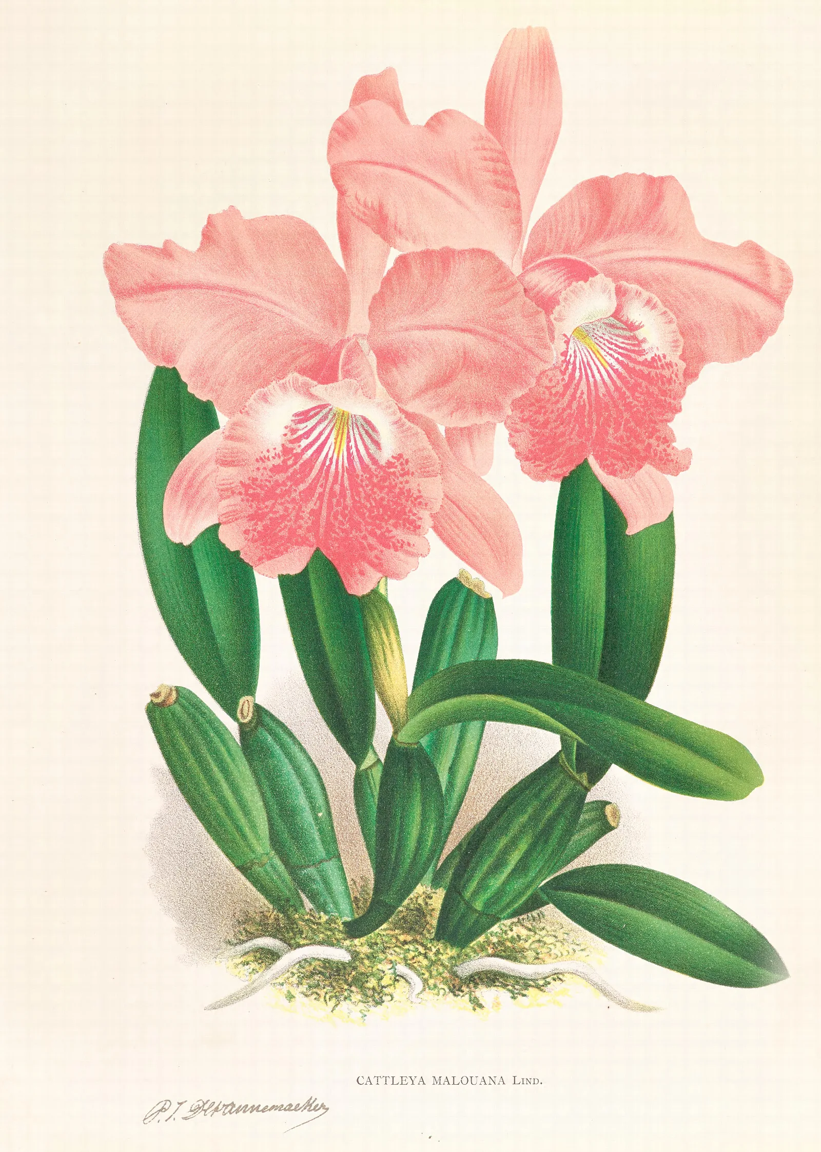 Cattleya Malouana Wall Art by Jean Jules Linden - Canvas Print