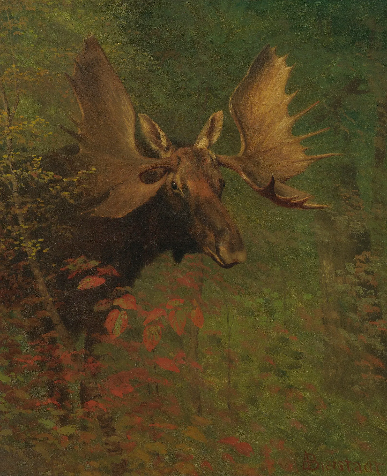 Study Of A Moose Wall Art by Albert Bierstadt - Canvas Print