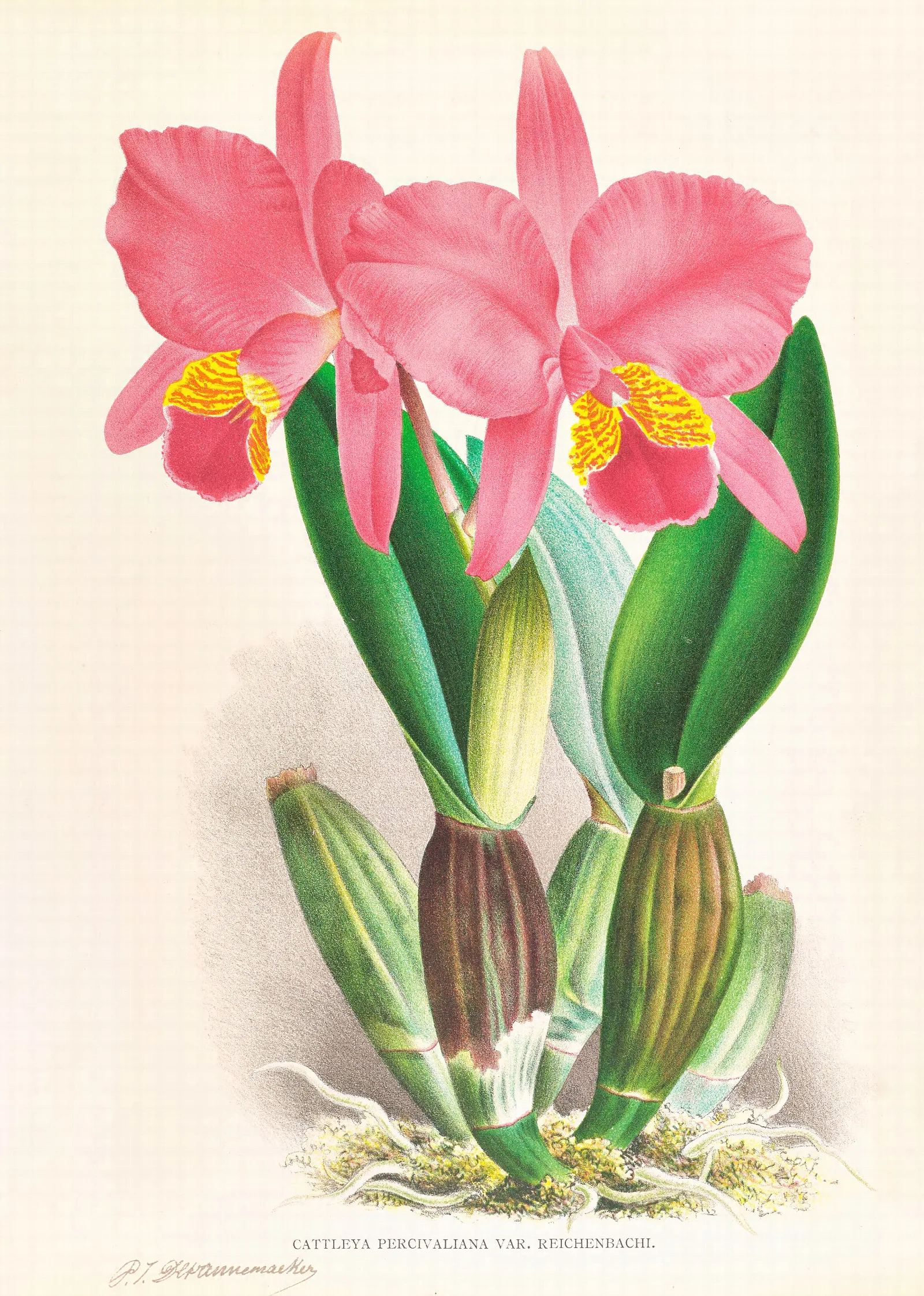 Cattleya Percivaliana Var Reichenbachi Wall Art by Jean Jules Linden - Canvas Print