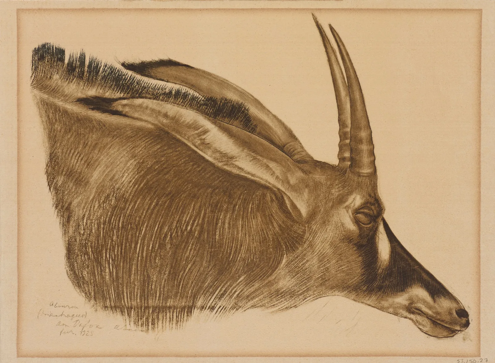 Antilope Hippotrague Wall Art by Alexandre Jacovleff - Canvas Print