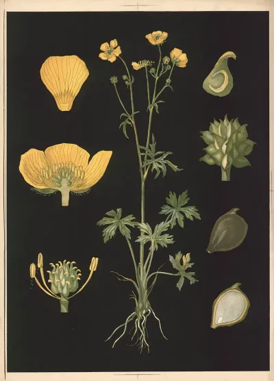 01 Ranunculus