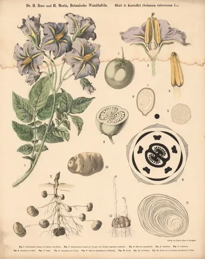04 Potato Solanum Tuberosum L