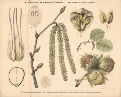 05 Hazelnut Corylus Avellana
