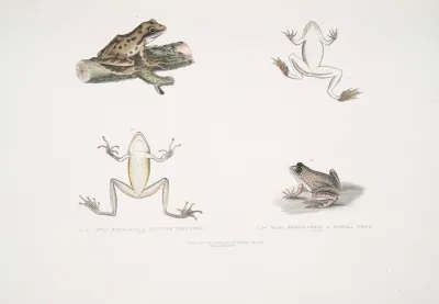 1 1a Spotted Tree Frog Hyla Maculata 2 2a Bengal Frog Rana Bengalensis