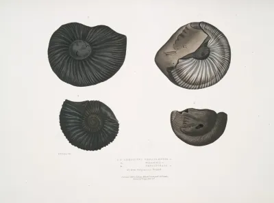 1 2 Ammonites Nepaulensis 3 Ammonites Wallichii 4 Ammonites Tenuistnata