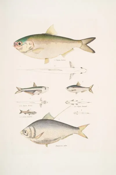 1 2 Indian Herring Clupea Indica 2 High Backed Bristle Herring Chatoessus Altus 3 4 Motius Herring Clupea Motius