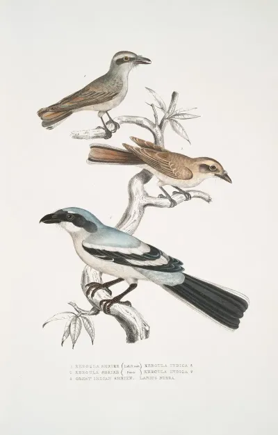 1 2 Keroula Shrike Keroula Indica 1 Male 2 Female 3 Great Indian Shrike Lanius Burra