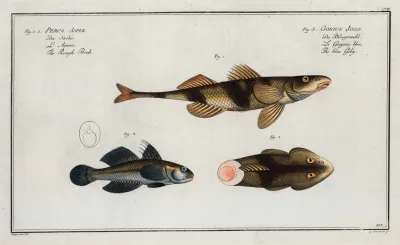 1 2 Perca Asper The Rough Perch 3 Gobius Jozo The Blue Goby