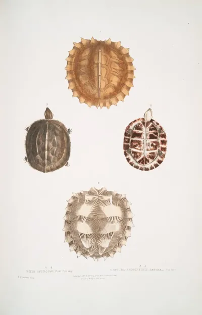 1 2 Spinose Terrapin Emys Spinosae 3 4 Amborna Box Tortoise Cistuda Amboinensis