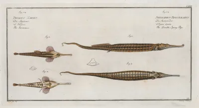 1 2 Syngnathus Biaculeatus The Double Spiny Pipe 3 Pegasus Natans The Swimmer