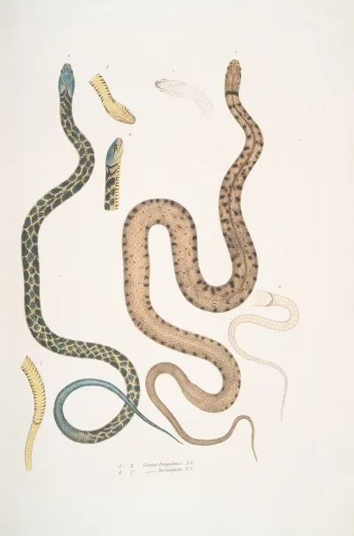 1 3 Bengal Snake Coluber Bengalensis 4 7 Lozenge Snake Coluber Rectangulus