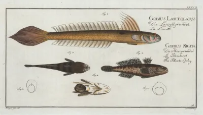 1 4 Gobius Lanceolatus The Lancet Goby 2 3 Gobius Niger The Black Goby