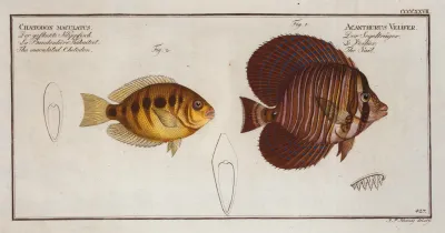 1 Acanthurus Velifer The Sail 2 Chaetodon Maculatus The Maculated Chetodon