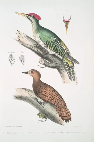 1 Almorah Woodpecker Picus Dimidiatus 2 Rufus Indian Woodpecker Picus Rufus