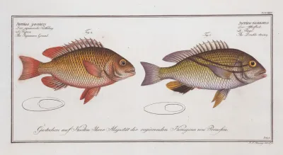 1 Anthias Bilineatus The Double String 2 Anthias Japonicus The Japanese Grunt