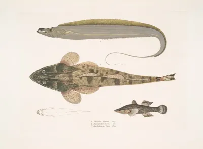 1 Armed Hair Tail Trichiurus Armatus 2 Chacca Flathead Platycephalus Chacca 3 Indian Cheilodipterus Checlodipterus Batis