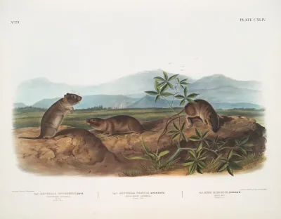 1 Arvicola Townsendii Townsends Arvicola 2 Arvicola Nasuta Sharp Nosed Arvicola Natural Size 3 Mus Riparius Bank Rat Natural Size
