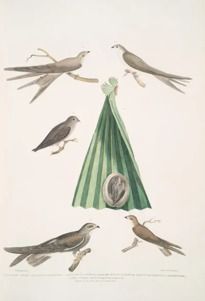 1 Balassian Swift Cypselus Palmarum 1a Male 1b Female 1c Young 1d Nest 2 Allied Swift Cypselus Affinis