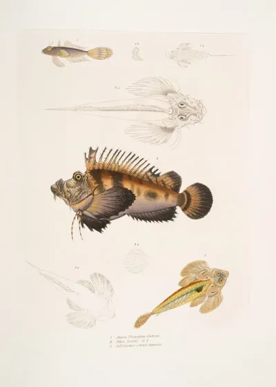 1 Bearded Anaora Amora Tentaculata Amboina 2 Cuviers Pelors Pelors Cuvieri 3 Forked Spined Dragonette Callionymus Serrato Spinosus