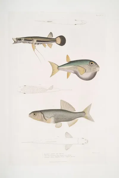 1 Beautiful Diplopterus Diplopterus Pulcher Natural Size 2 Smooth Headed Tetraodon Tetraodon Leiopleura Indian Ocean