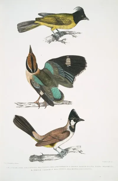 1 Black Headed Brachypus Brachypus Melanocephalus 2 Short Tailed Pelta Pitta Pelta Pitta Brachyura