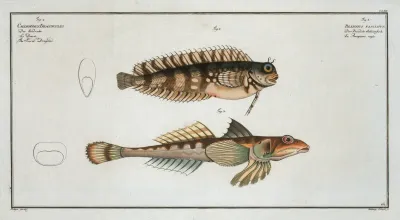 1 Blennius Fasciatus 2 Callionymus Dracunculus The Sordid Dragoned