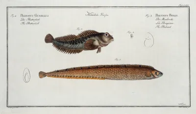 1 Blennius Gunellus The Butterfish 2 Blennius Pholis The Bulcard
