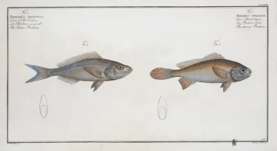 1 Bodianus Stellifer The Starry Bodian 2 Bodianus Argenteus The Silver Bodian