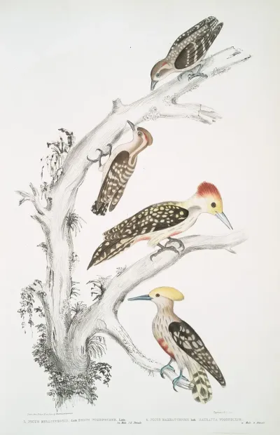 1 Brown Woodpecker Picus Molluccensis Male And Female 2 Mahratta Woodpecker Picus Mahrattensis Male And Female
