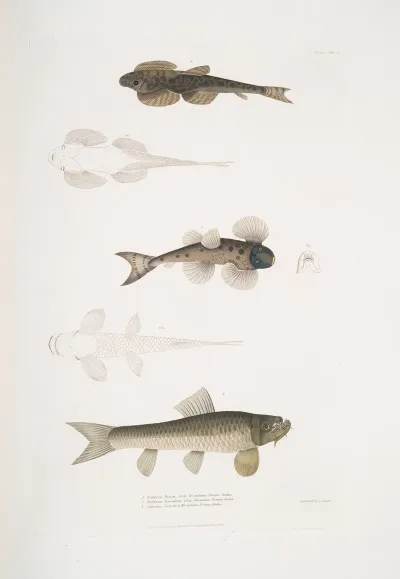 1 Bruces Balitora Balitora Brucei Mountain Stream India 2 Spotted Balitora Balitora Maculata Mountain Stream India