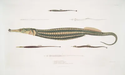 1 Carce Pipe Fish Syngnathus Carce 2 Banded Pipe Fish Syngnathus Faciatus 3 Harwickes Pipe Fish Syngnathus Hardwickii